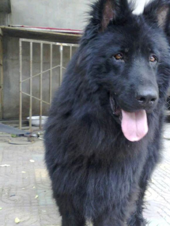 纯纯的土狗,纯纯的小土狗