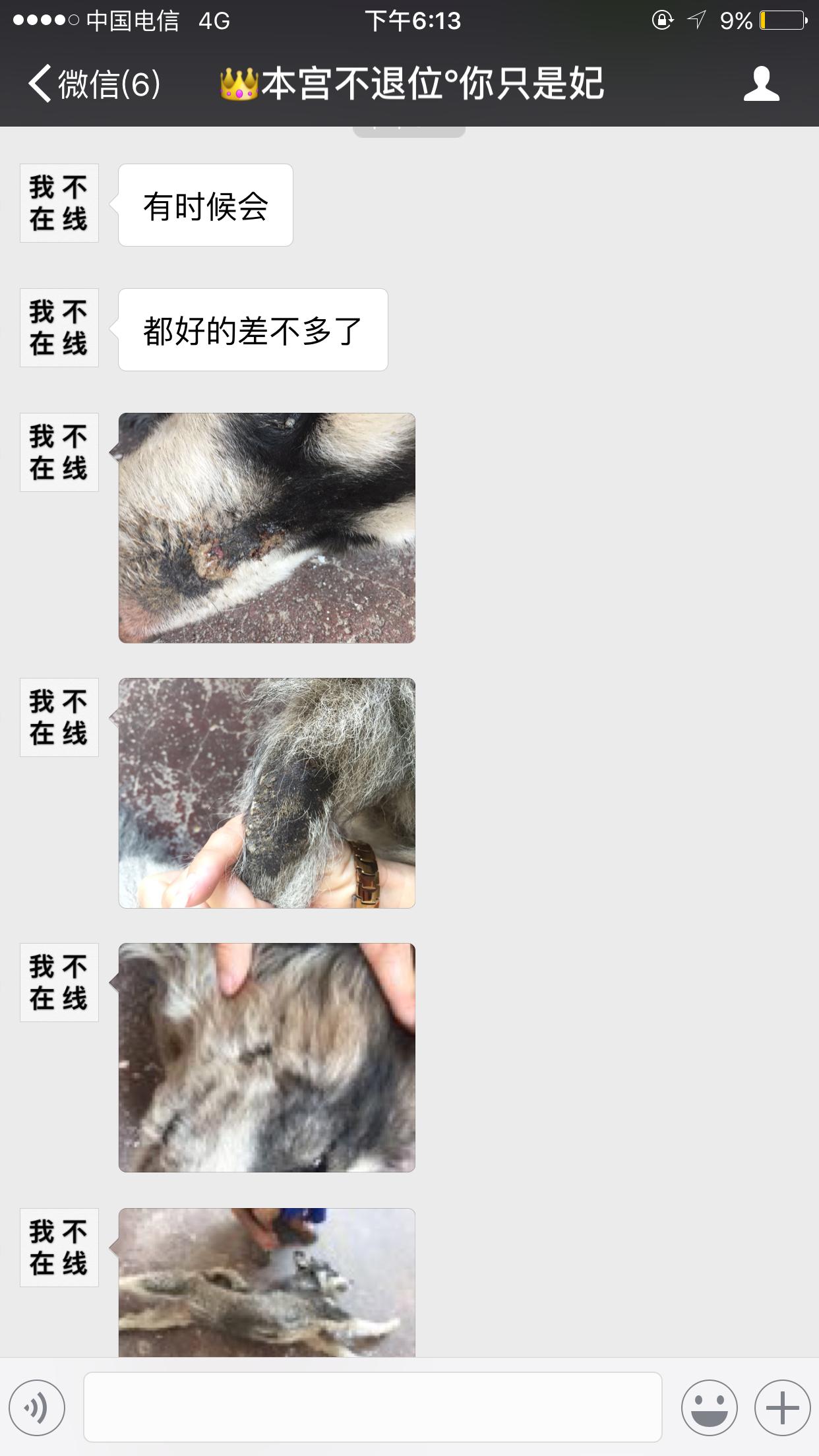 给狗狗洗澡后变样了,如何不给狗狗洗澡也能变干净