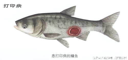 水产养殖：鱼打印病的临床症状和防治