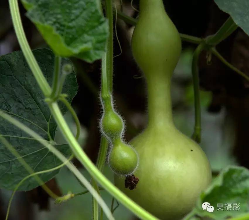 葫芦迷的“八不正瓶”