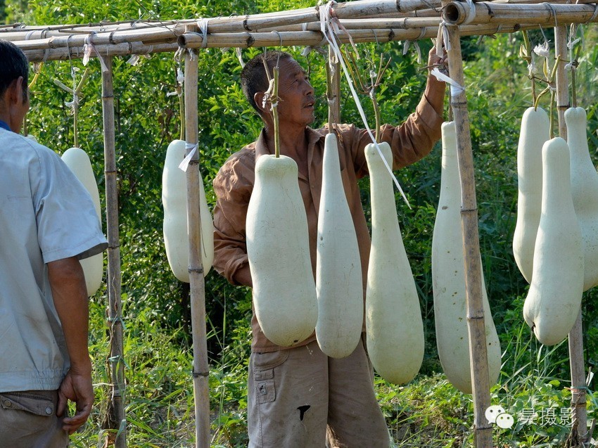 葫芦迷的“八不正瓶”