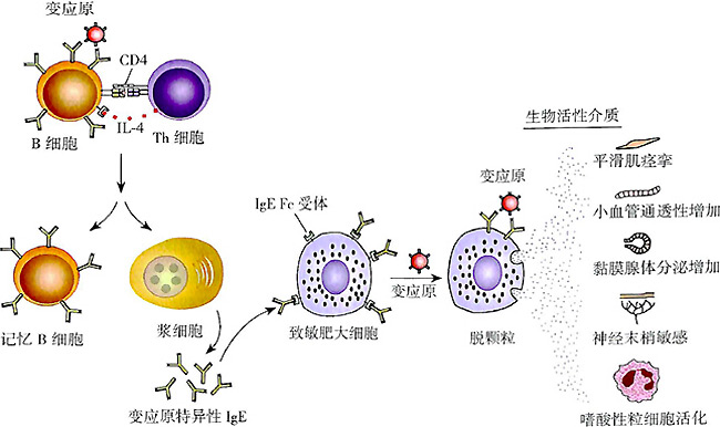 吃海鲜过敏症状表现图片,为什么有人吃海鲜螃蟹过敏