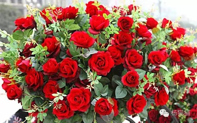 12朵玫瑰的花语,1到100朵玫瑰花语