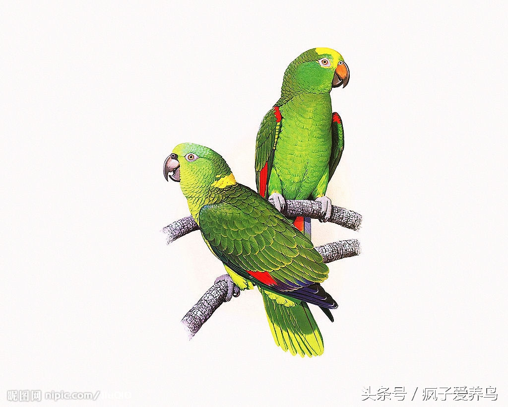 鹦鹉的几种表现表示快死了,哪种鹦鹉最好养不会死