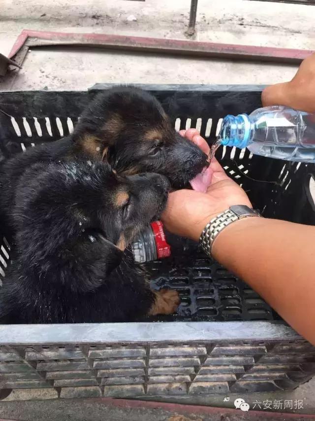 六安男子花4500元从微商买了两只德国牧羊犬，却收到两只土狗