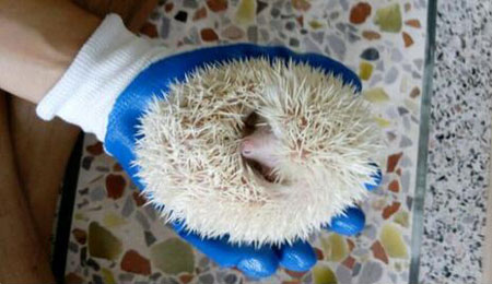 养刺猬是一个怎样的体验？