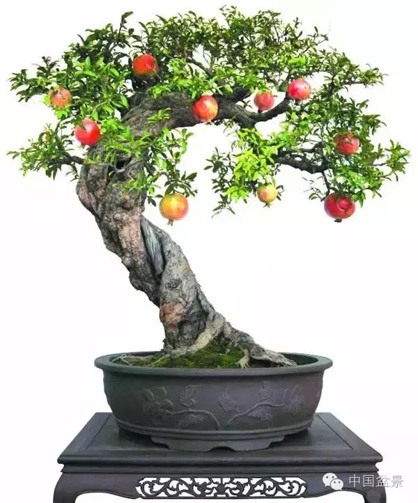 中秋赏桂花吃月饼,中秋佳节吃团圆