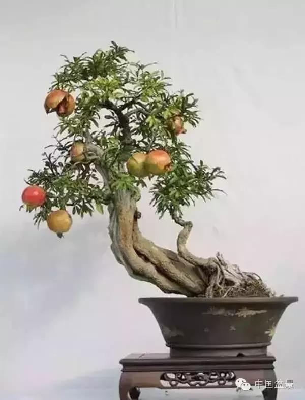 中秋赏桂花吃月饼,中秋佳节吃团圆