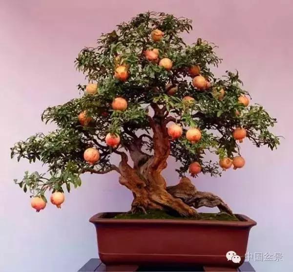 中秋赏桂花吃月饼,中秋佳节吃团圆