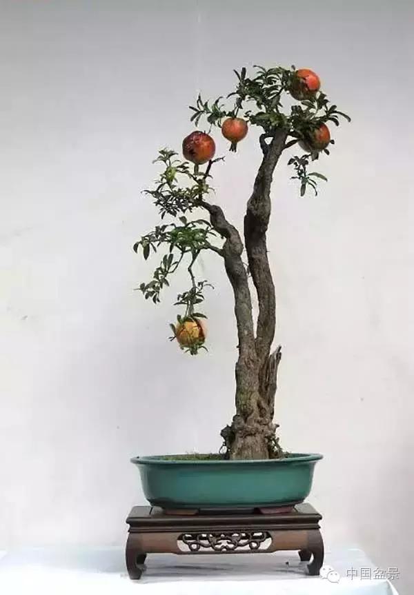 中秋赏桂花吃月饼,中秋佳节吃团圆