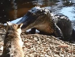 狗狗太贪玩怎么办,狗狗贪玩不进笼子怎么处理