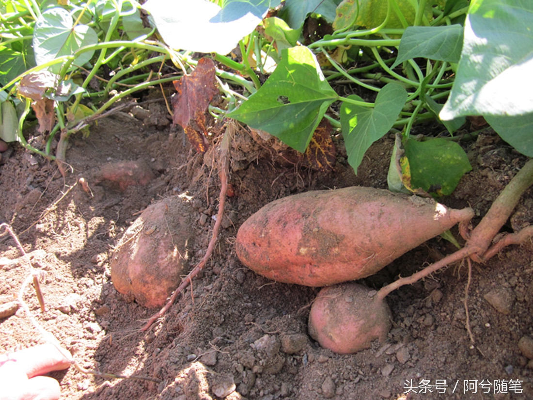 农村人最爱种植的20种“瓜”,你认识几个?|阿兮随笔