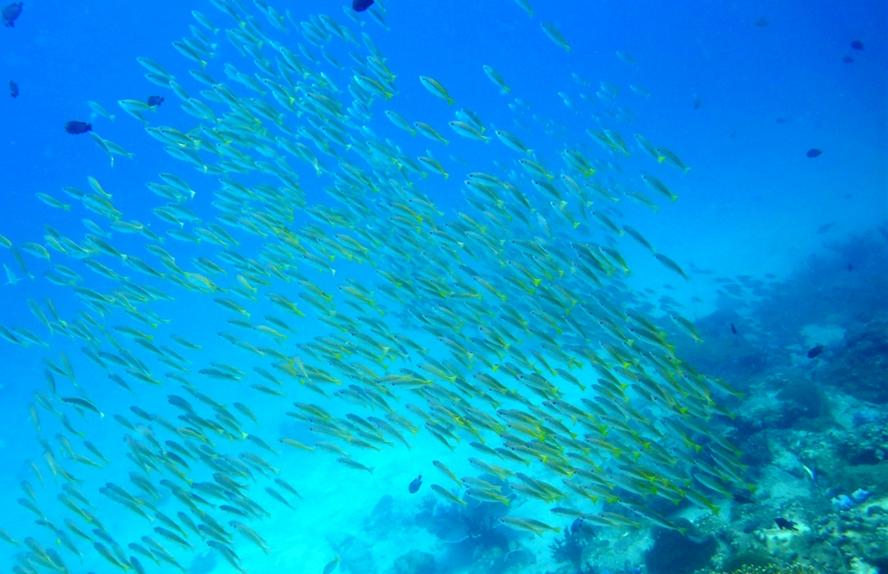 泰国南部丽贝岛翡翠海,泰国丽贝岛风景粉色珊瑚