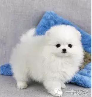 给狗狗取名字的四种方法,给捡来狗狗取什么名字好