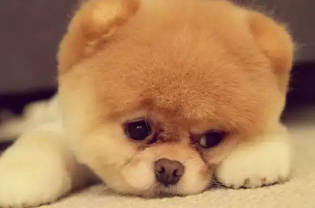 上海城隍庙一日游,上海大草原旅游攻略