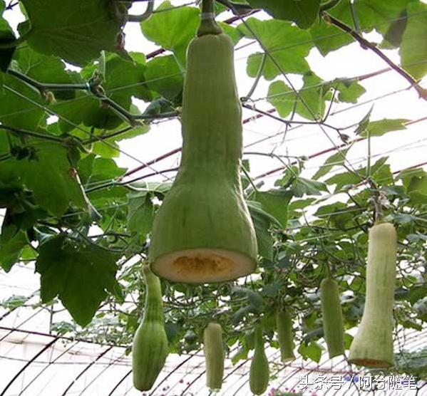 农村人最爱种植的20种“瓜”,你认识几个?|阿兮随笔