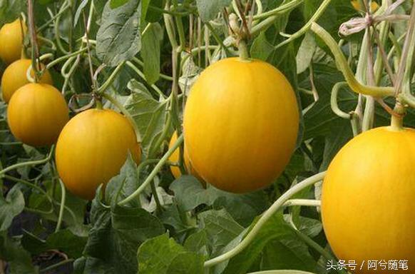 农村人最爱种植的20种“瓜”,你认识几个?|阿兮随笔