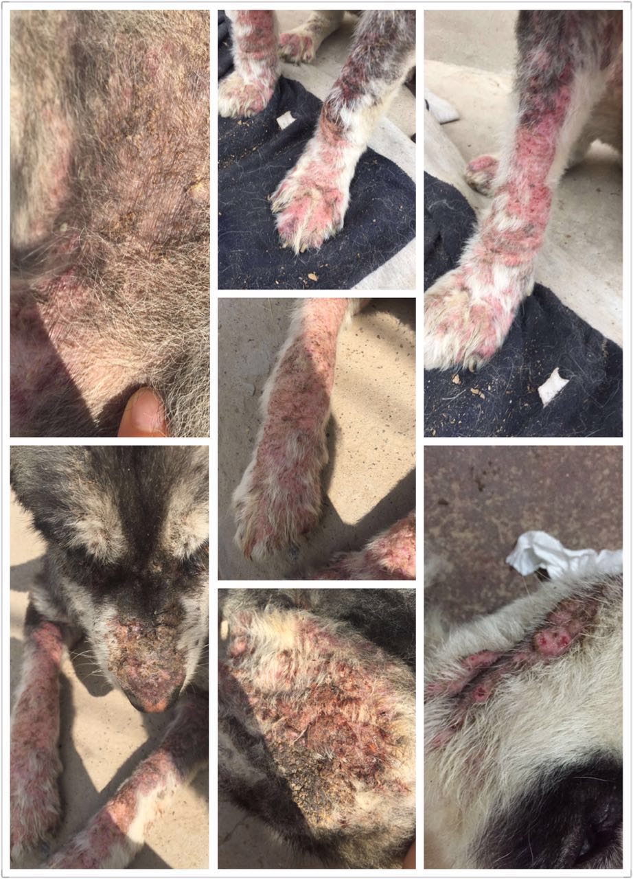 给狗狗洗澡后变样了,如何不给狗狗洗澡也能变干净