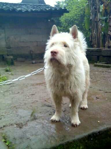 纯纯的土狗,纯纯的小土狗