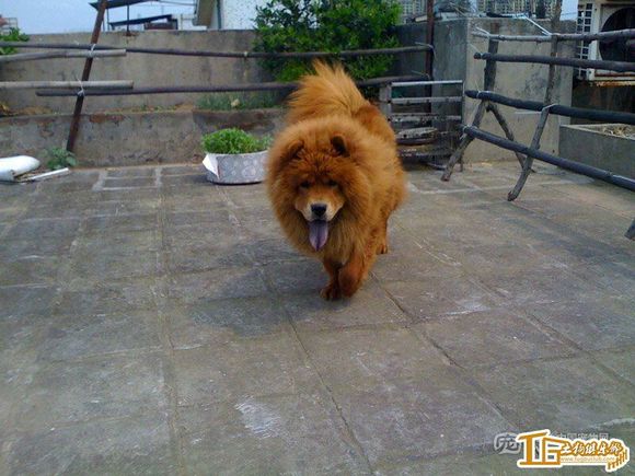 纯纯的土狗,纯纯的小土狗