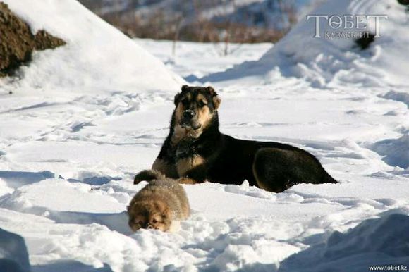 纯纯的土狗,纯纯的小土狗