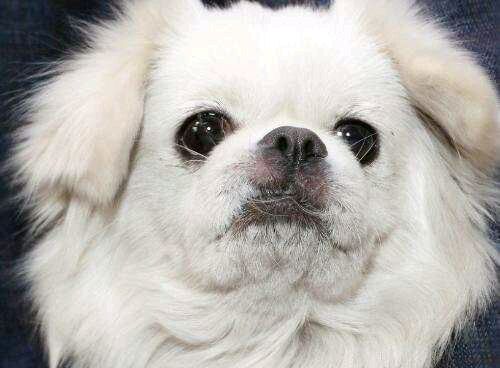 纯纯的土狗,纯纯的小土狗