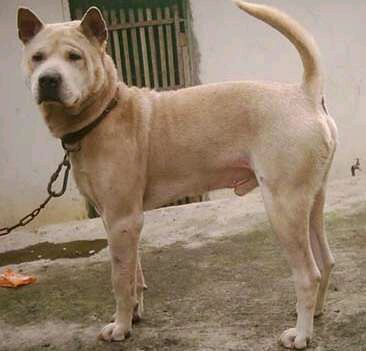 纯纯的土狗,纯纯的小土狗