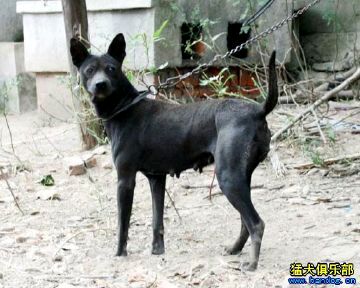 纯纯的土狗,纯纯的小土狗