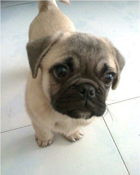 纯纯的土狗,纯纯的小土狗