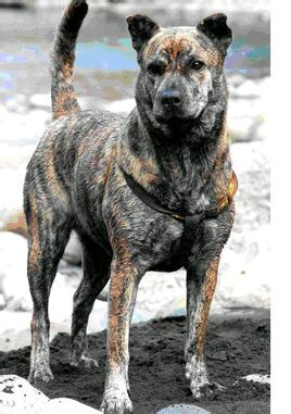 纯纯的土狗,纯纯的小土狗