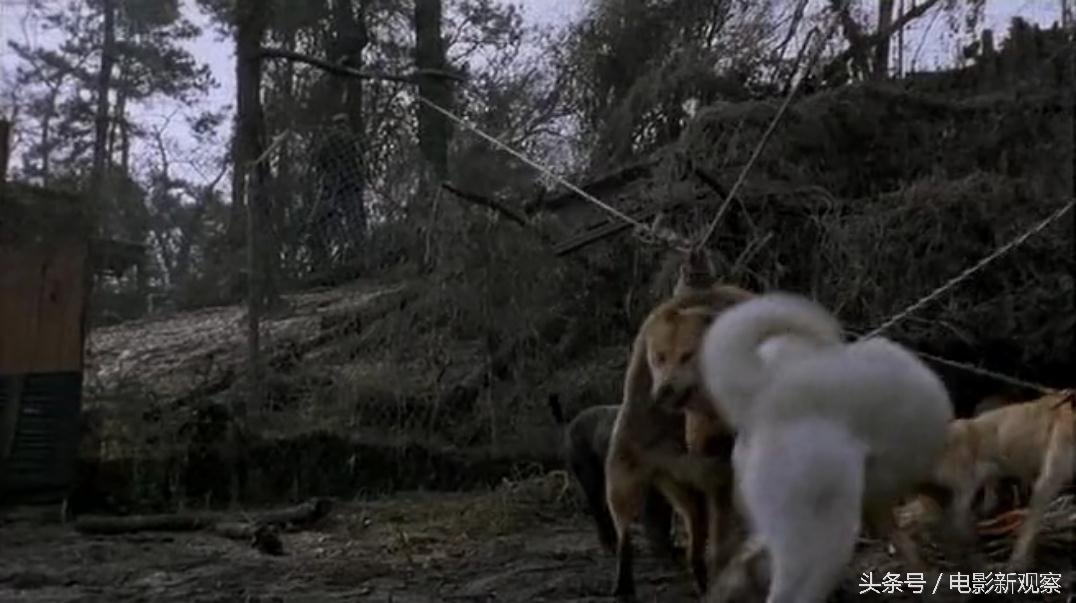 老金剪头发的视频,老金头的作品