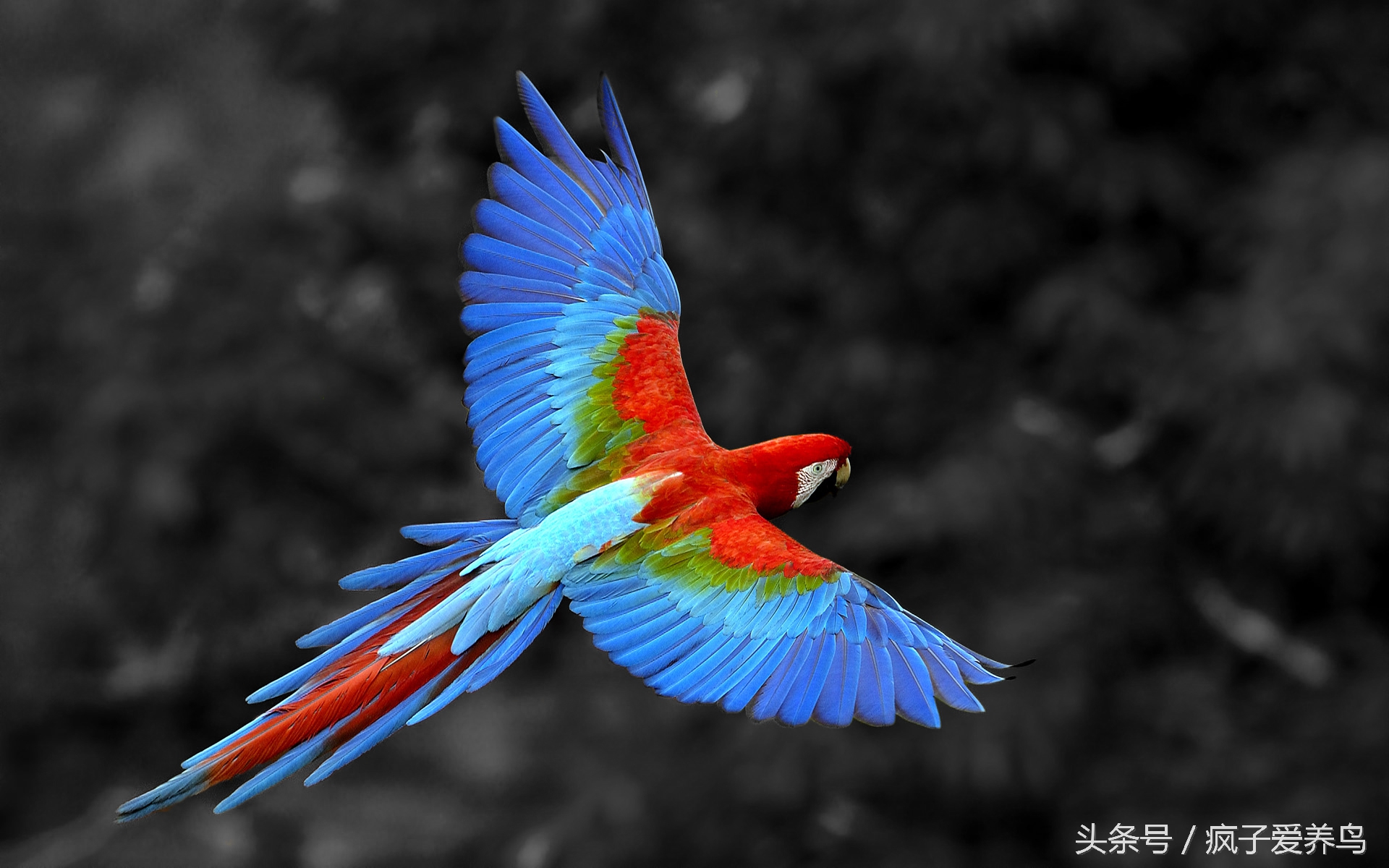 鹦鹉的几种表现表示快死了,哪种鹦鹉最好养不会死