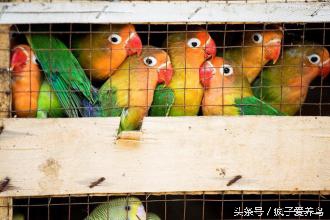 鹦鹉的几种表现表示快死了,哪种鹦鹉最好养不会死
