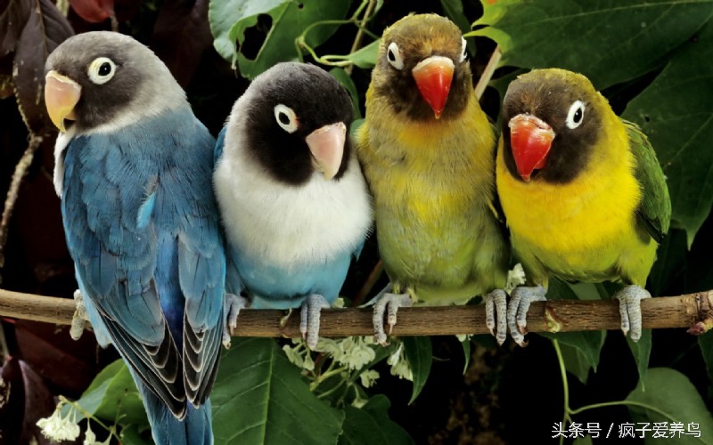 鹦鹉的几种表现表示快死了,哪种鹦鹉最好养不会死