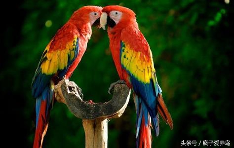 鹦鹉的几种表现表示快死了,哪种鹦鹉最好养不会死