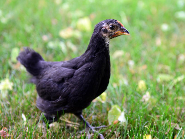 100只小鸡育雏室建造,500只小鸡育雏室搭建