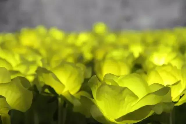 原来东莞最近流行吃这些?为什么朋友圈的人都不知道!