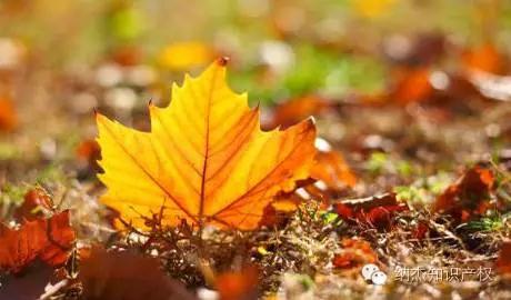 多事之秋咋回事,多事之秋原视频