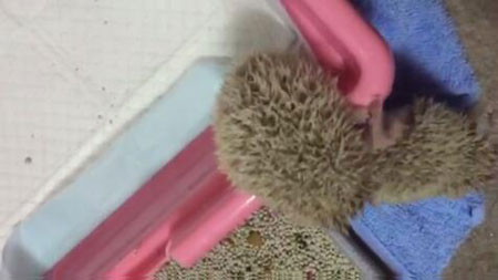 养刺猬是一个怎样的体验？