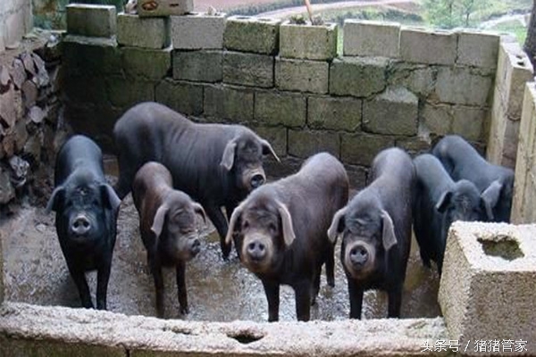育肥猪磨牙怎么回事,猪磨牙是什么预兆