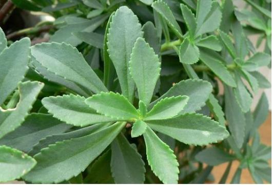 营养菜高钙菜,农民美食好吃不贵经济实惠