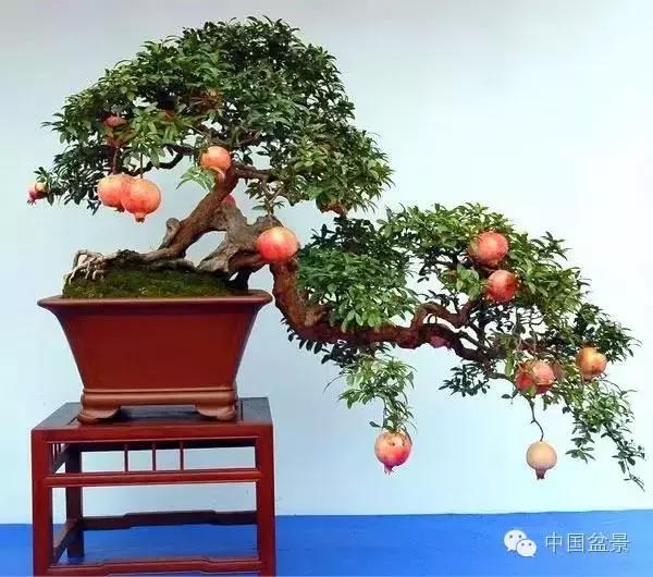 中秋赏桂花吃月饼,中秋佳节吃团圆