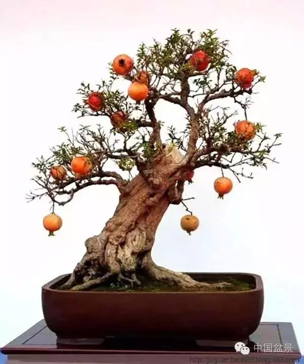 中秋赏桂花吃月饼,中秋佳节吃团圆