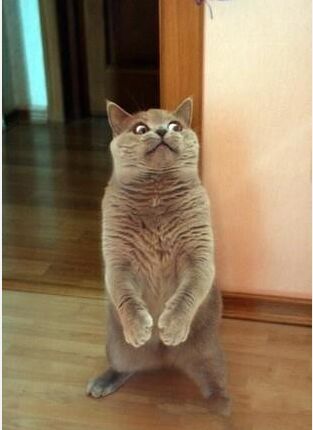 狗狗太贪玩怎么办,狗狗贪玩不进笼子怎么处理