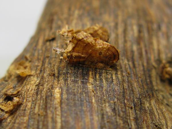 奇楠种类是这么分辨的