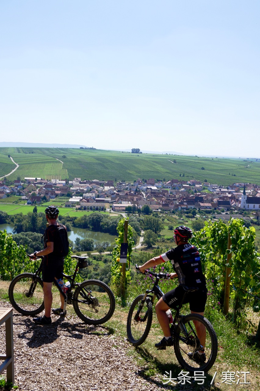 美丽的莱茵河东岸最著名的葡萄酒,法兰肯葡萄酒