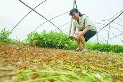 云南昆虫宴美食,云南特色虫宴