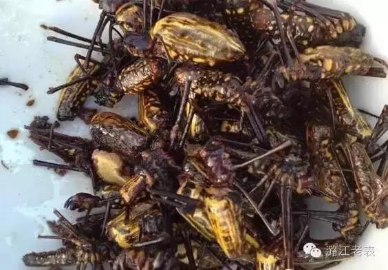 云南昆虫宴美食,云南特色虫宴