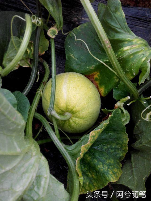 农村人最爱种植的20种“瓜”,你认识几个?|阿兮随笔