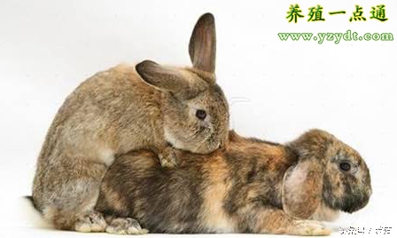 饲养獭兔怎么样,獭兔的饲养管理要点是什么